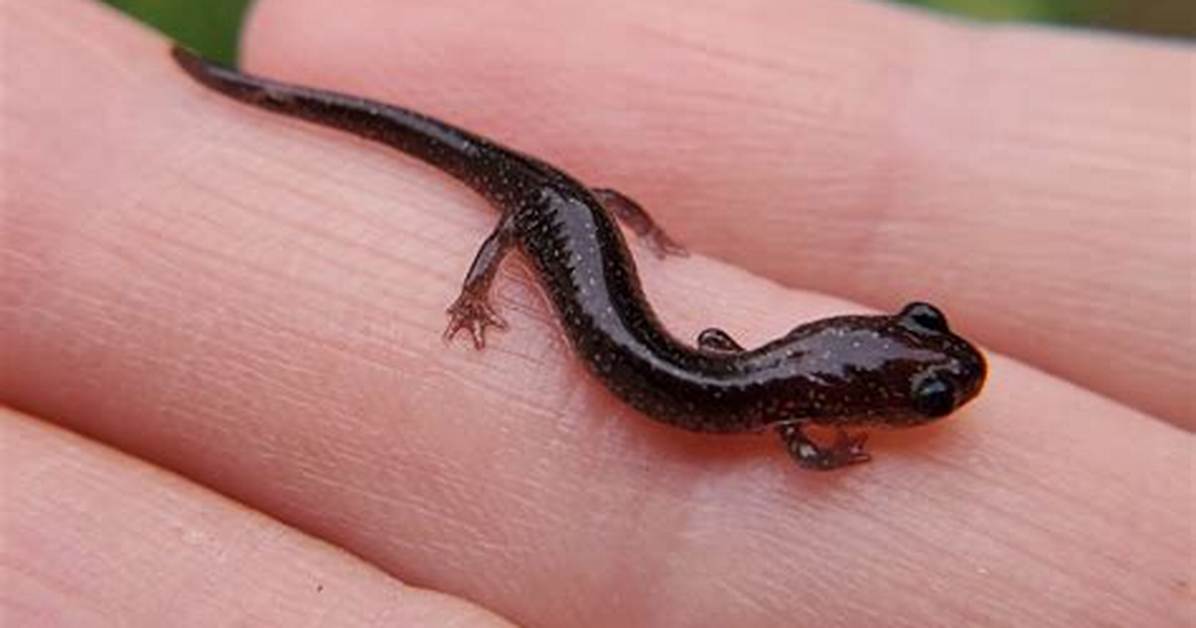 Tiny Salamander