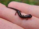 Tiny Salamander