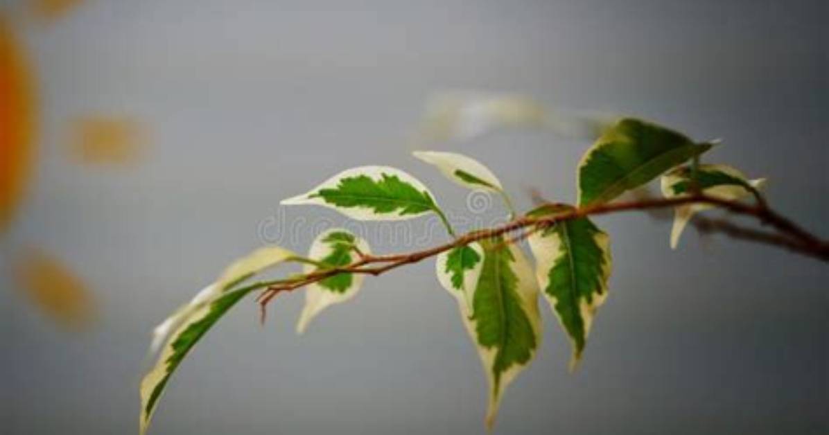 Tiny Thin Branch