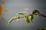 Tiny Thin Branch