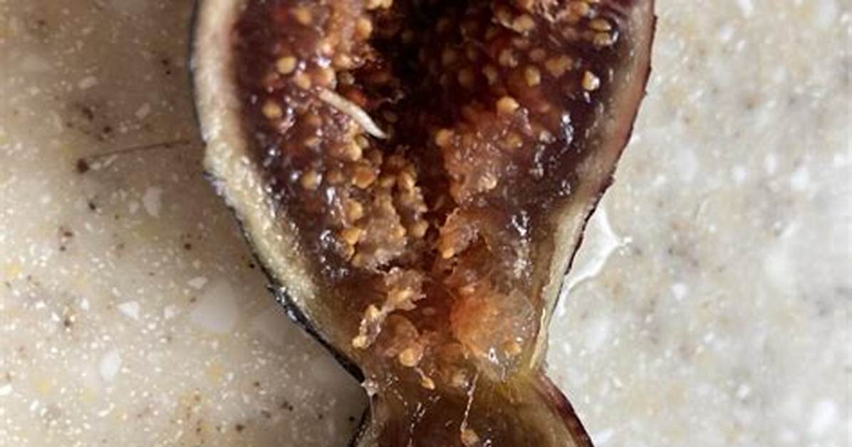 Tiny Thing Inside a Fig