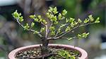 Tiny Tree That's Carefully Pruned Using Japanese Techniques