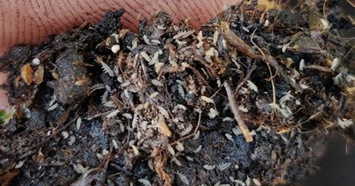 Tiny White Bugs in Soil