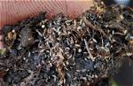 Tiny White Bugs in Soil