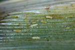 Tiny White Bugs on Plants