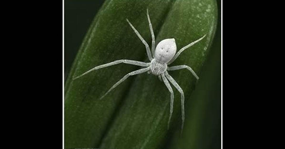 Tiny White Spider