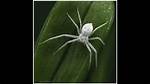 Tiny White Spider