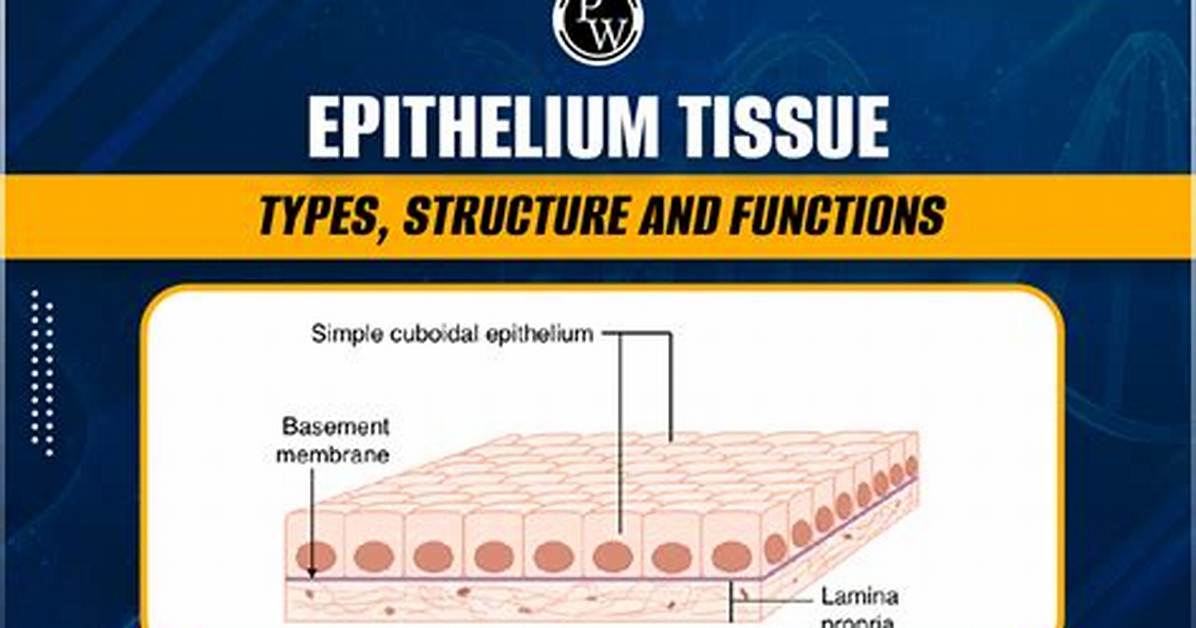 Tissue Layer