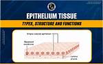 Tissue Layer