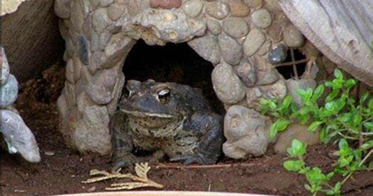 Toad Abode