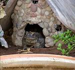 Toad Abode