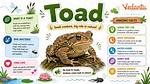 Toad Facts