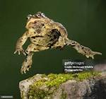 Toad Hop