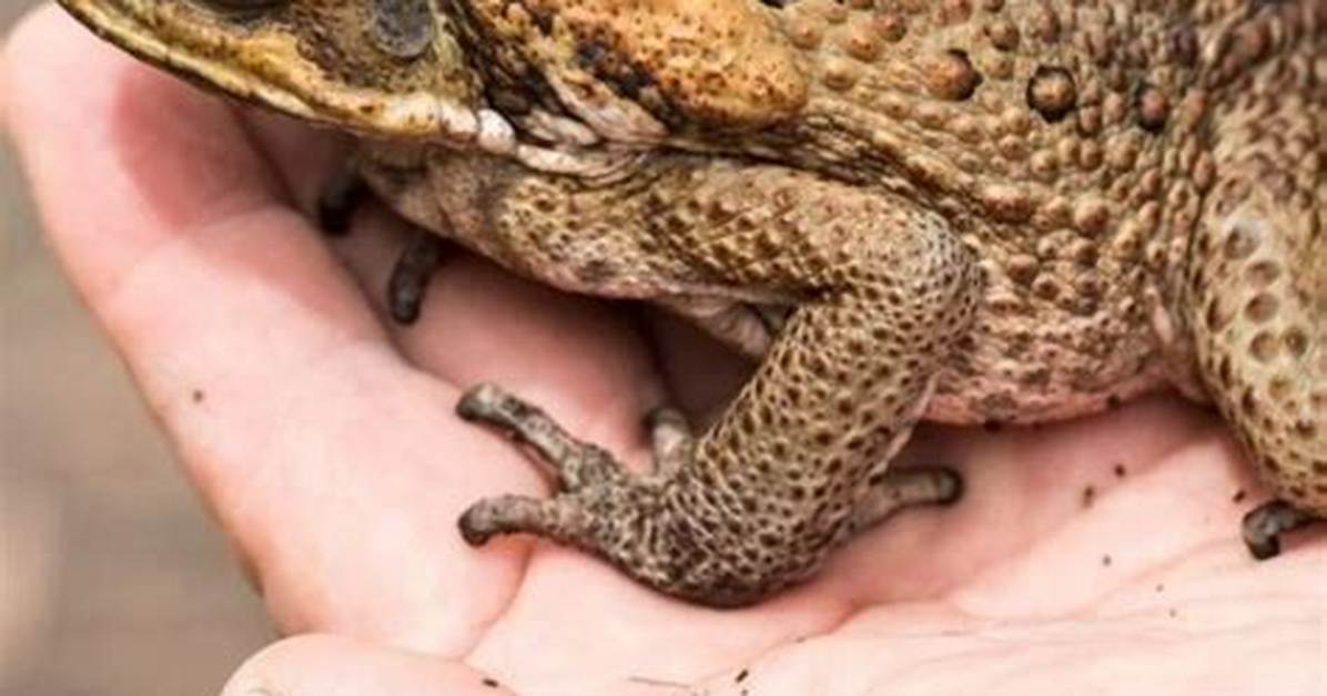 Toad Meaning