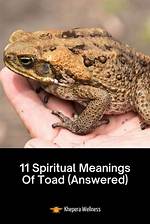 Toad Meaning