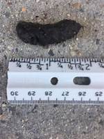 Toad Poop