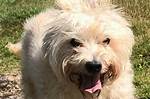 Toddy the Terrier Could Be Scotland's Oldest Dog as He Turns 22
