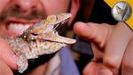 Tokay Gecko Bite