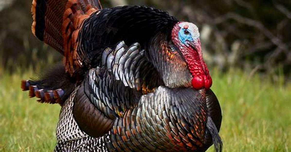 Tom Turkey