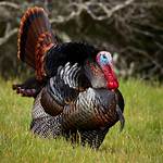 Tom Turkey