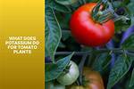 Tomato Potassium