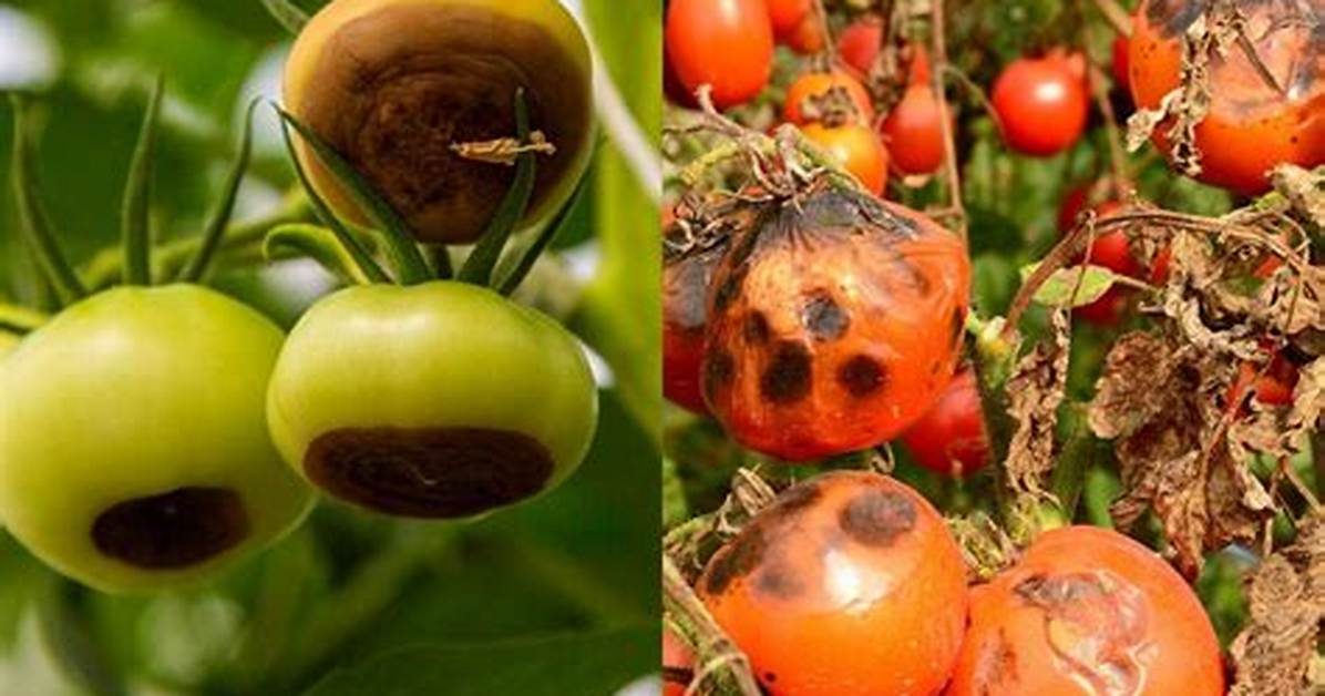 Tomato Troubles: Common Problems with Tomatoes