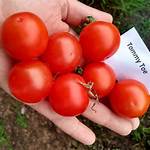 Tommy Toe Tomatoes