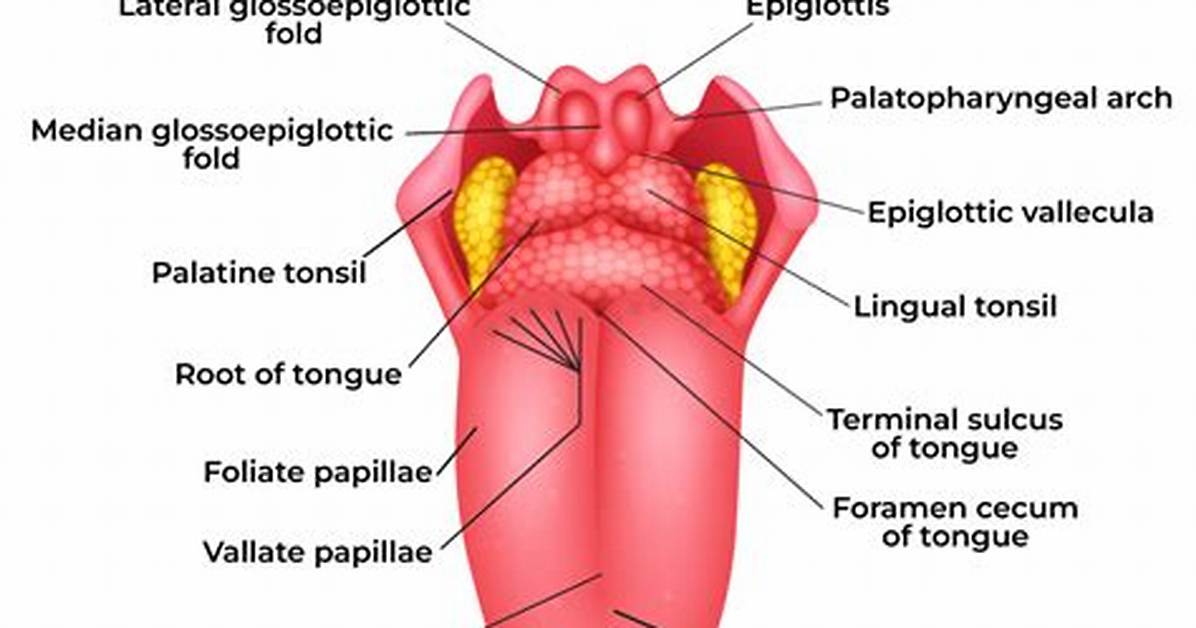 Tongue Function