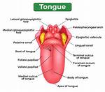 Tongue Function