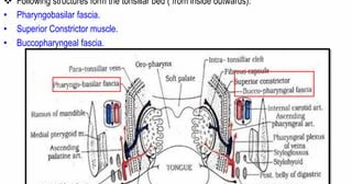 Tonsillar Bed