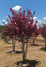 Tonto Crape Myrtle