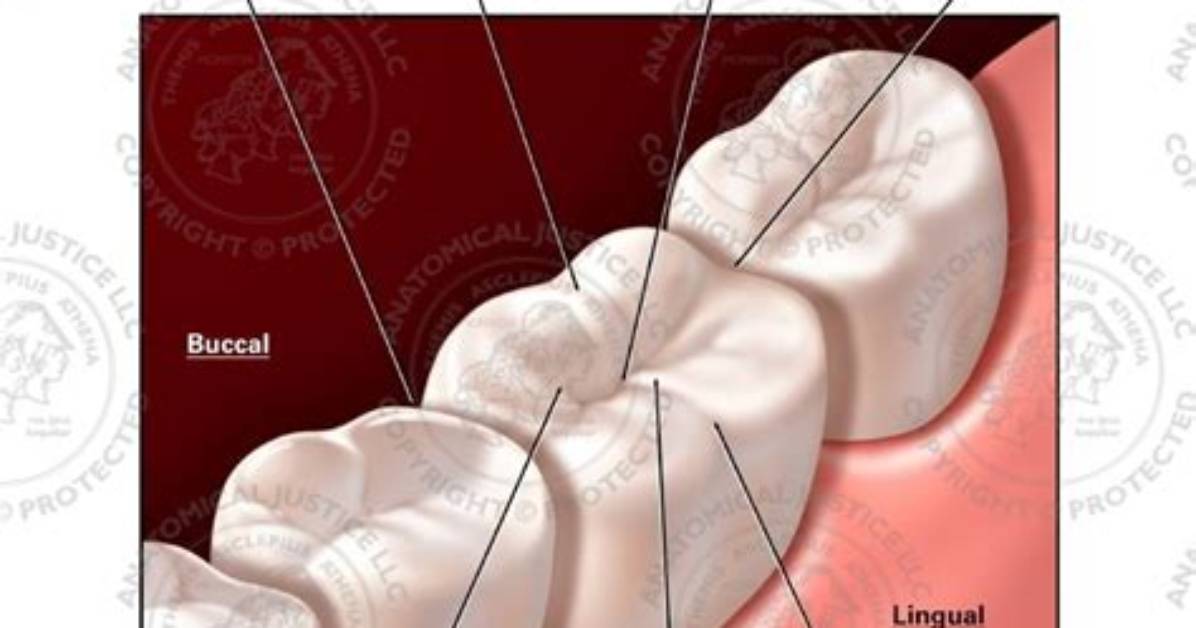 Tooth Surfaces