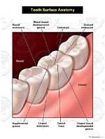 Tooth Surfaces