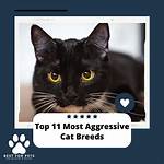 Top 11 Most Aggressive Cat Breeds (With Pictures) | Pangovet