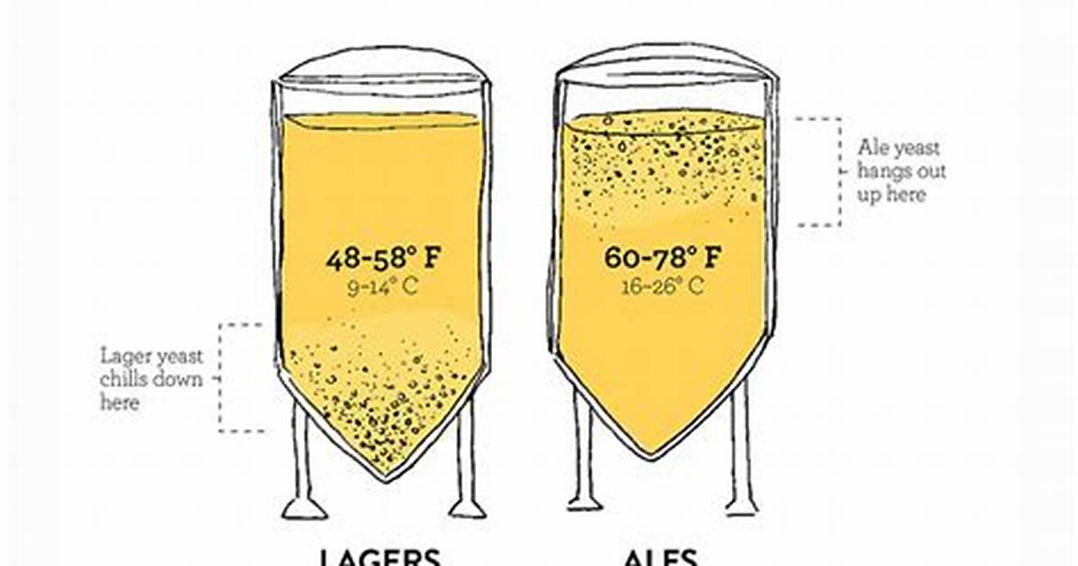 Top-Fermented Beer