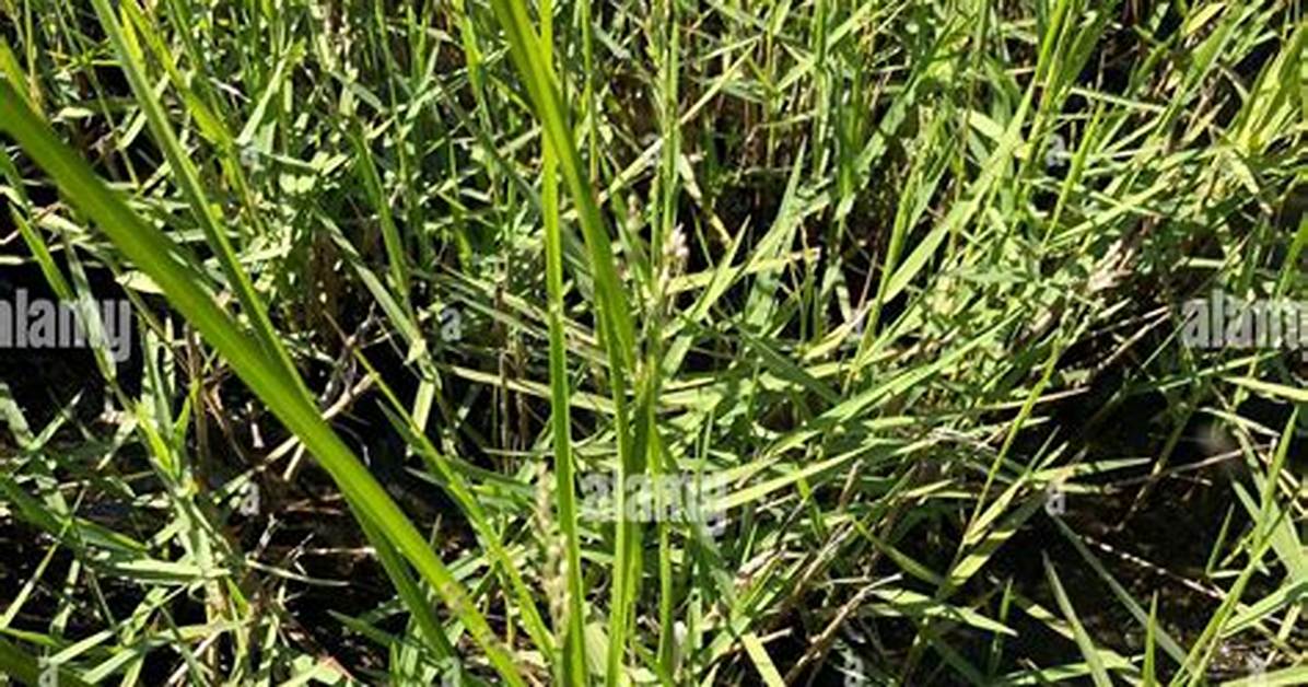 Torpedo Grass