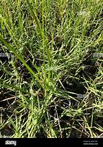 Torpedo Grass