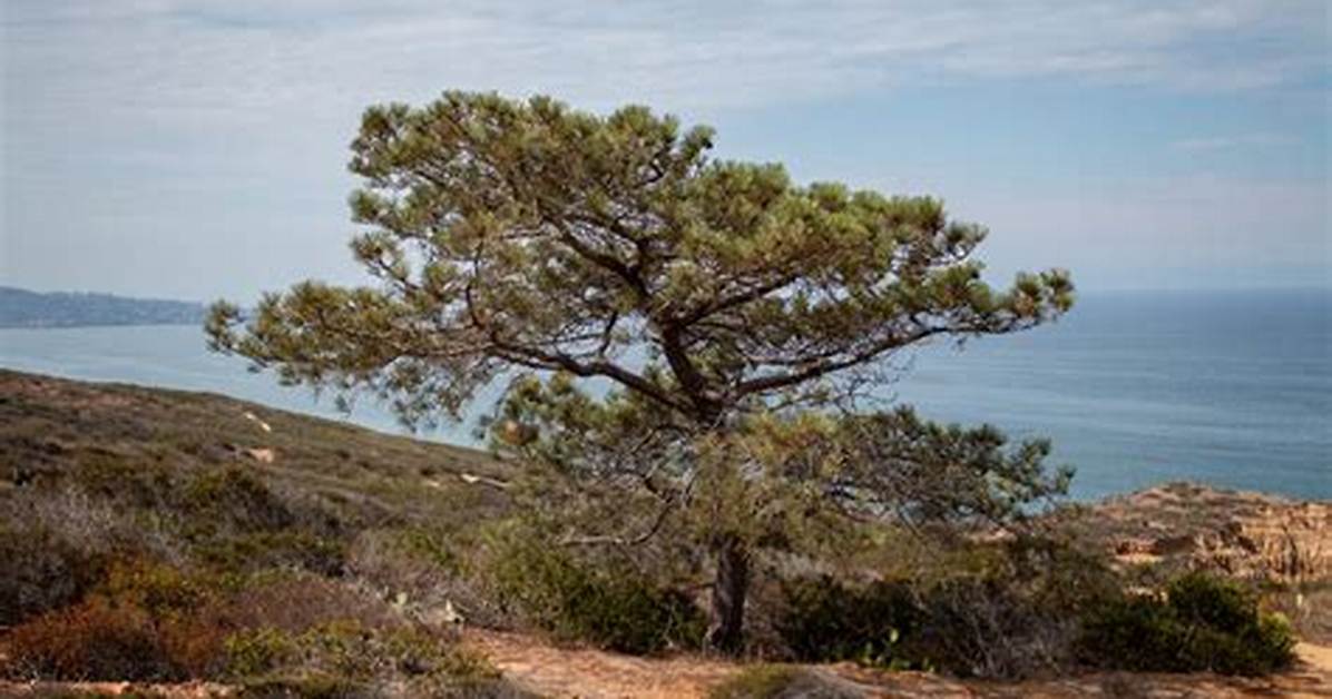 Torrey Pine Tree