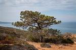 Torrey Pine Tree