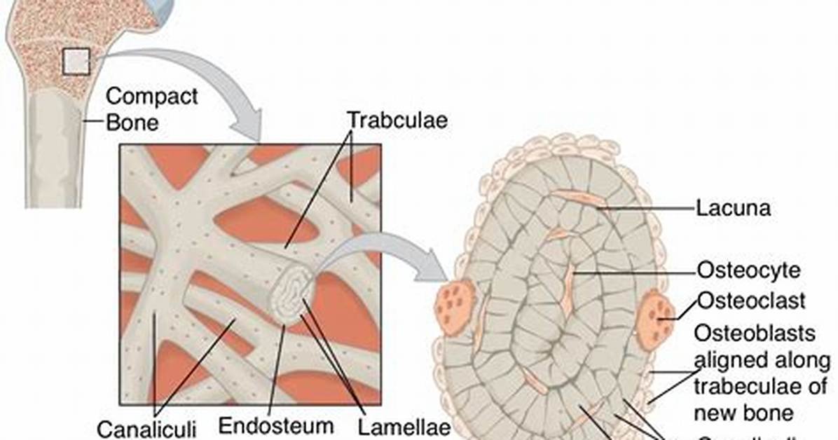 Trabeculae