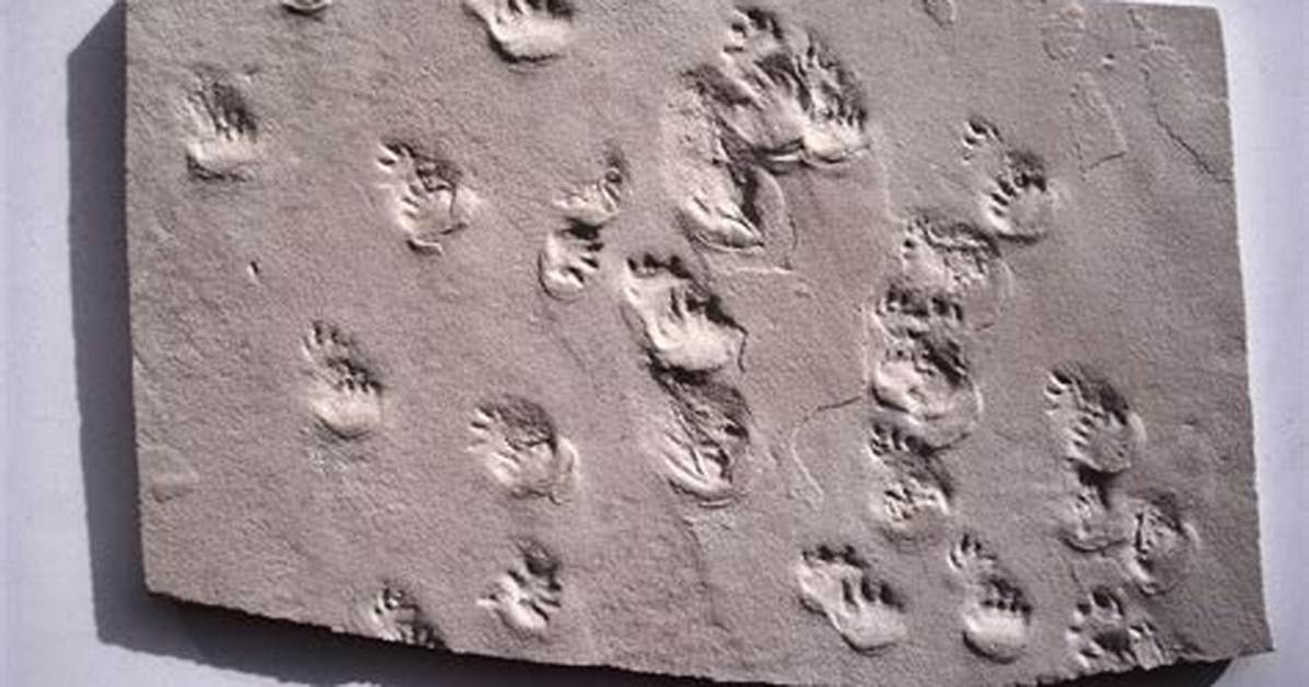 Trace Fossils Examples