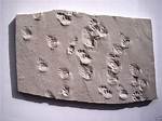 Trace Fossils Examples