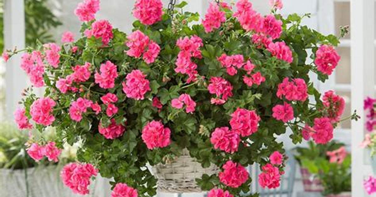 Trailing Geraniums