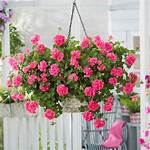 Trailing Geraniums