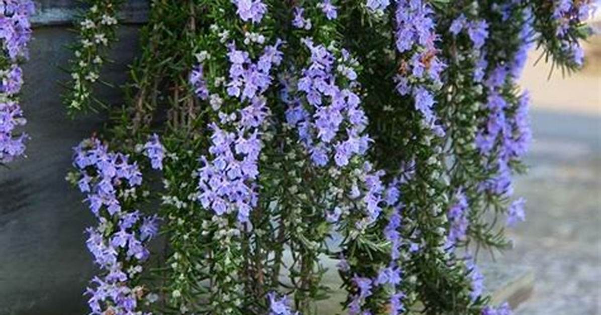 Trailing Rosemary