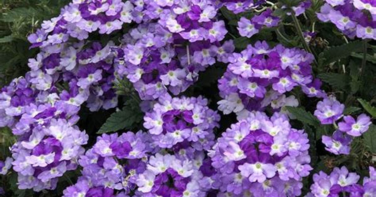 Trailing Verbena