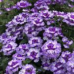 Trailing Verbena