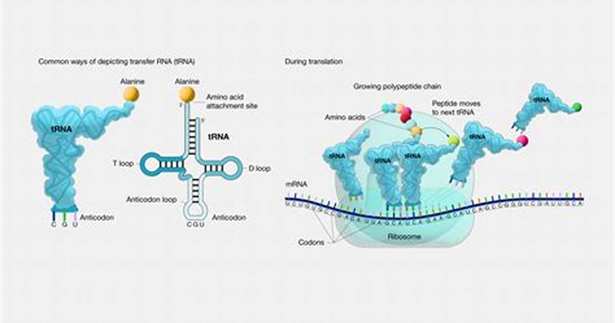 Transfer Rna Function