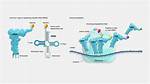 Transfer Rna Function