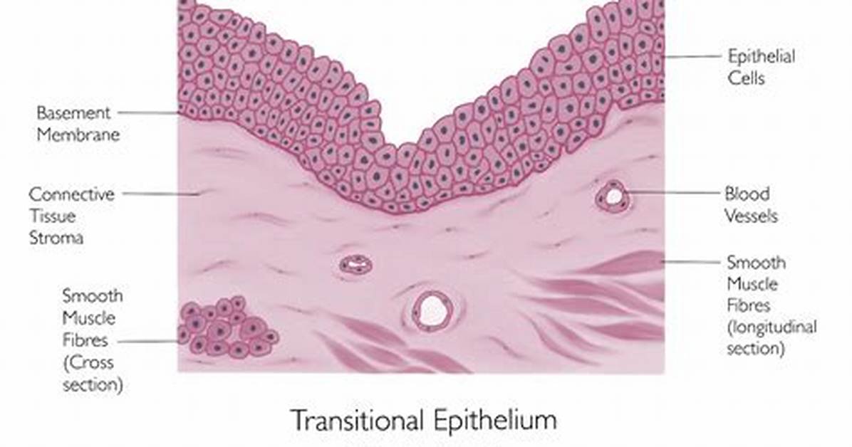 Transitional Epithelium